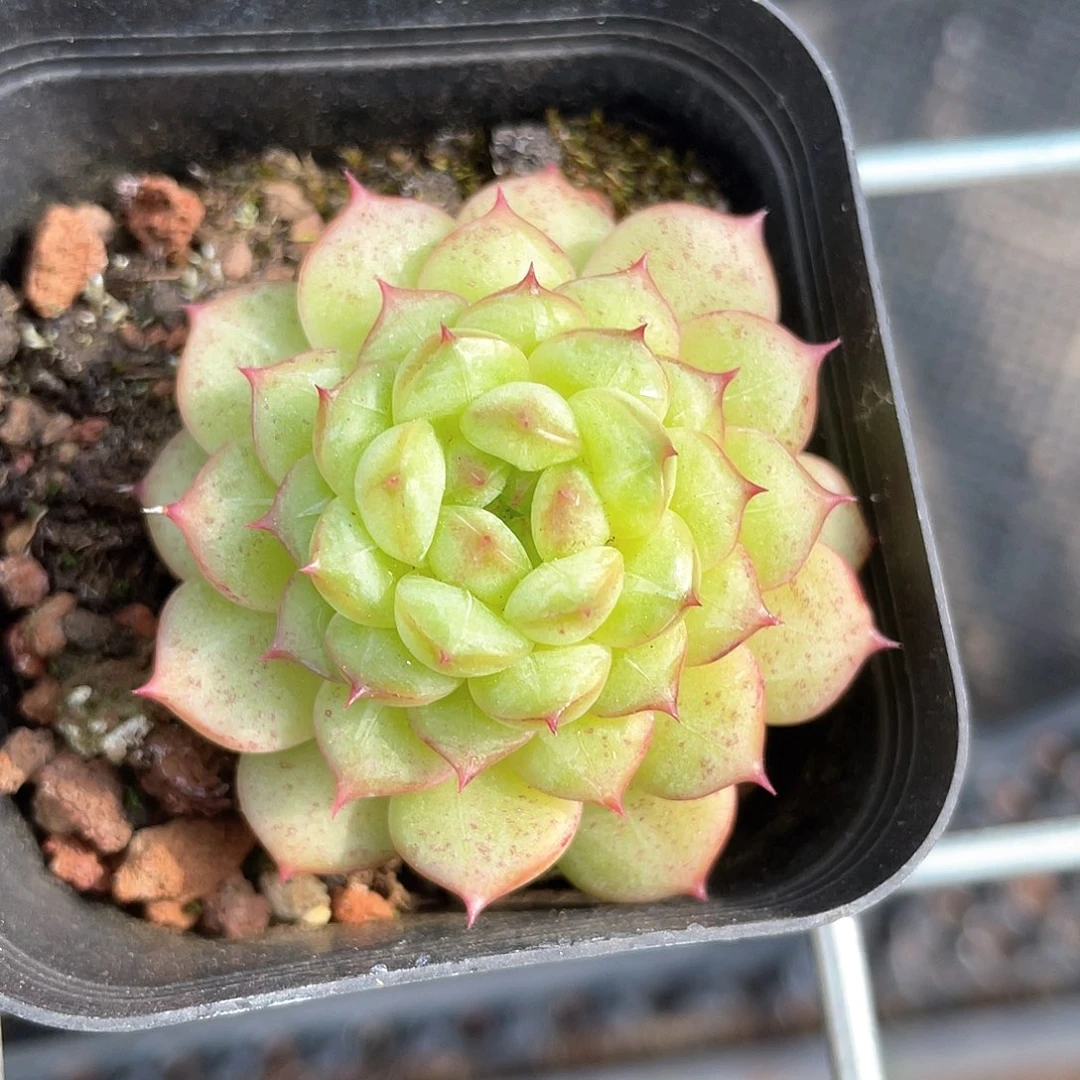 优选水鬼福利629