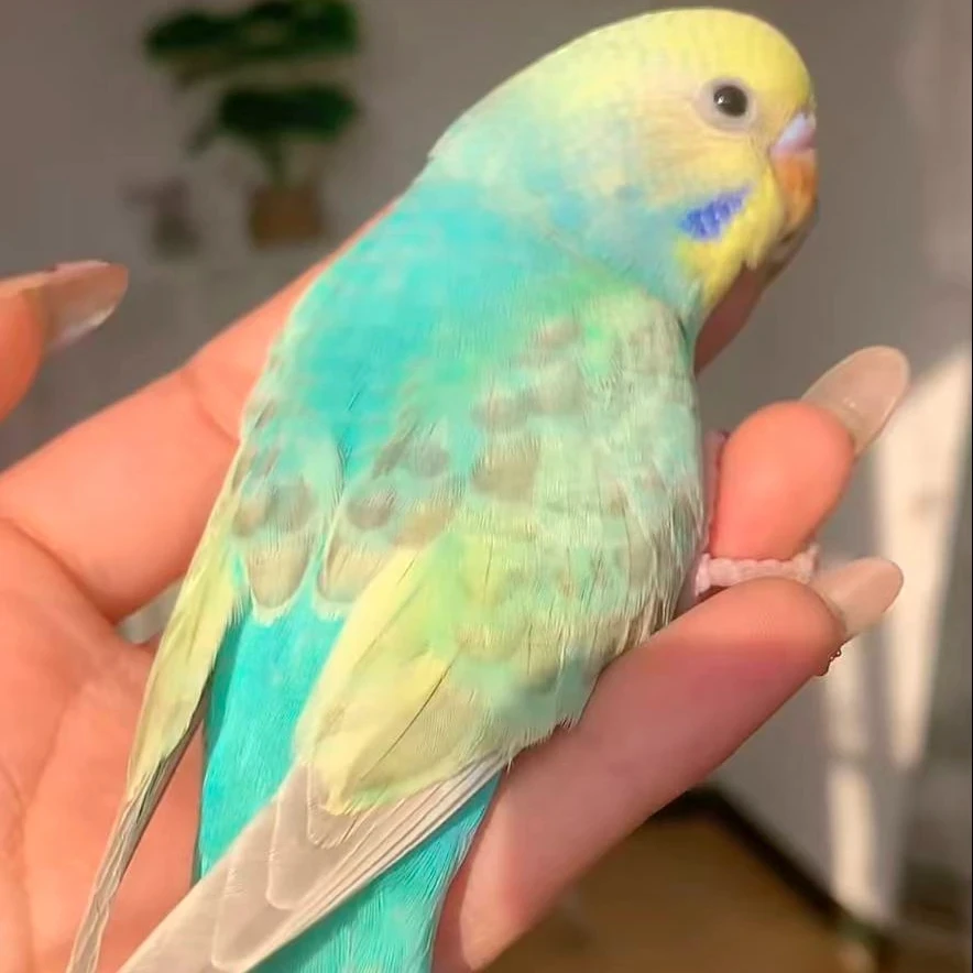 特价金彩虎皮鹦鹉宠物鸟鹦鹉活宠售出不退不换