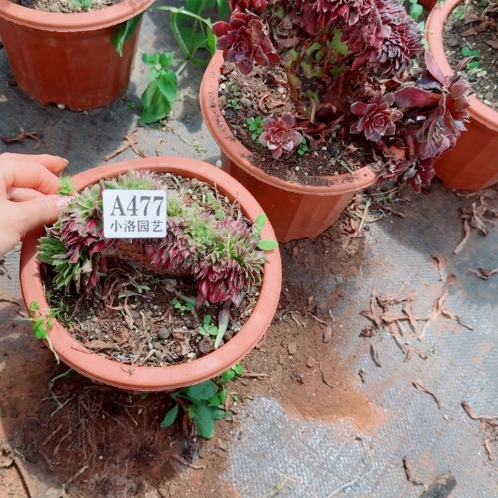 477仙莫变异缀化多肉植物