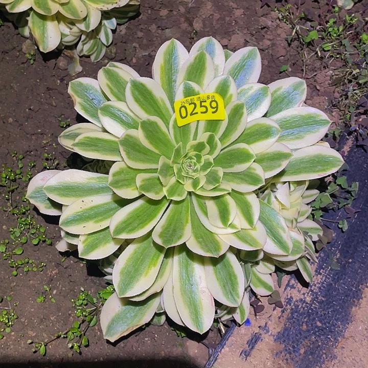 0259辛尼亚多肉植物