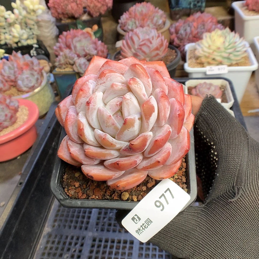 977雪天使多肉植物666