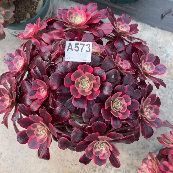 573凤冠30厘米左右