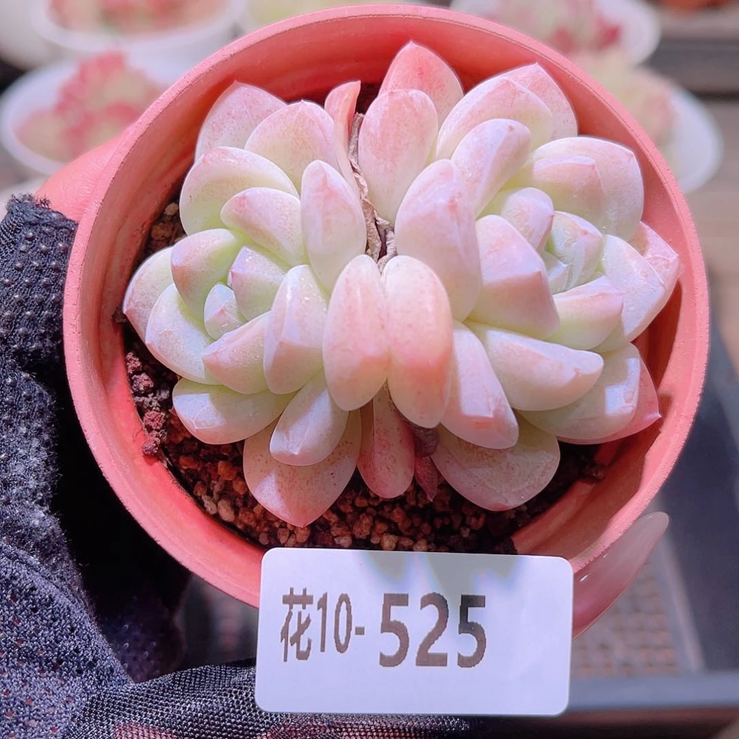花利美10-525冰玉
