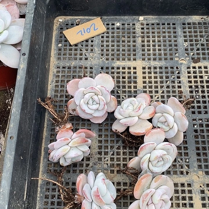 冬****无花朵2012号一物一拍雪莲