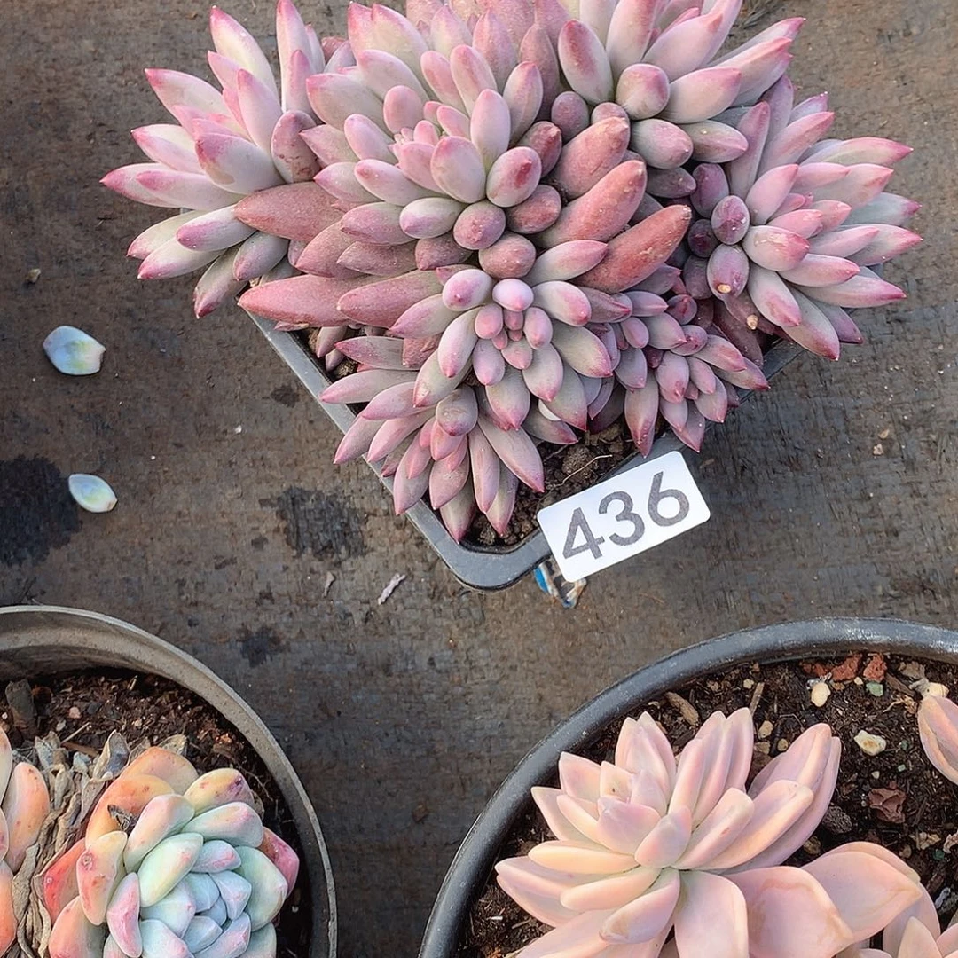 436 一物一拍多肉！