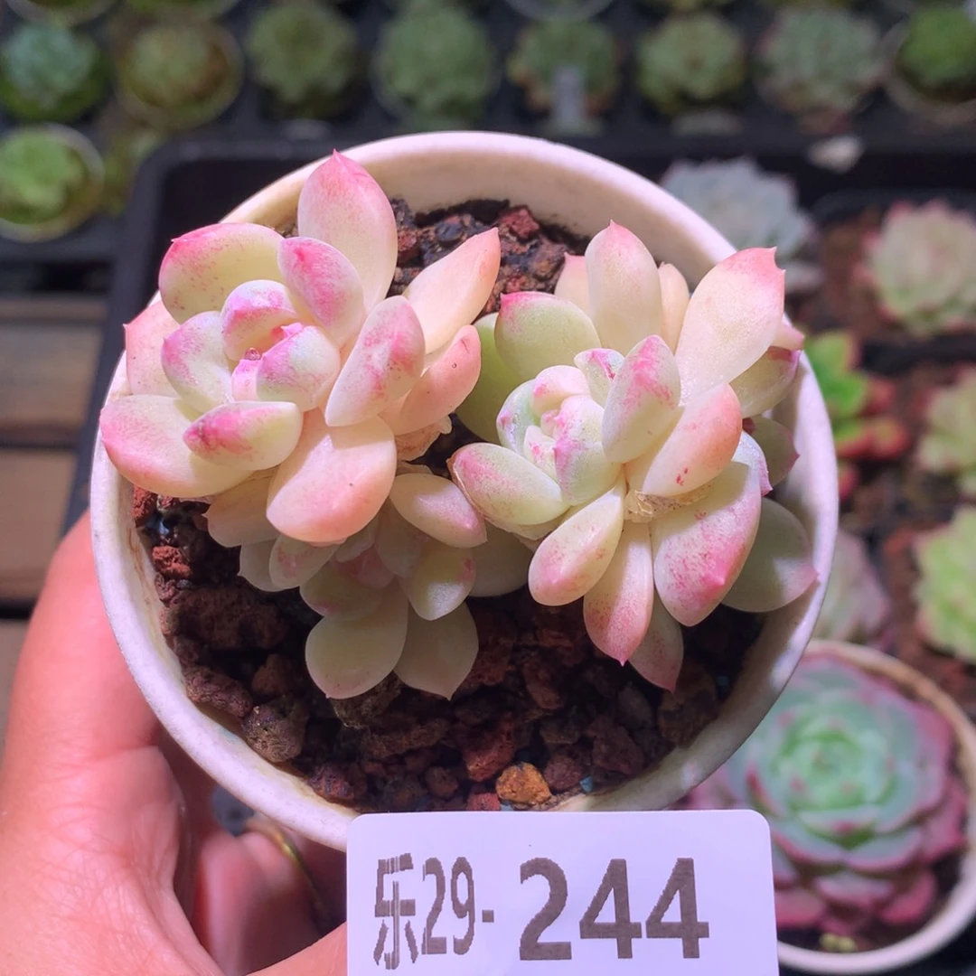 乐然29-244 新品群