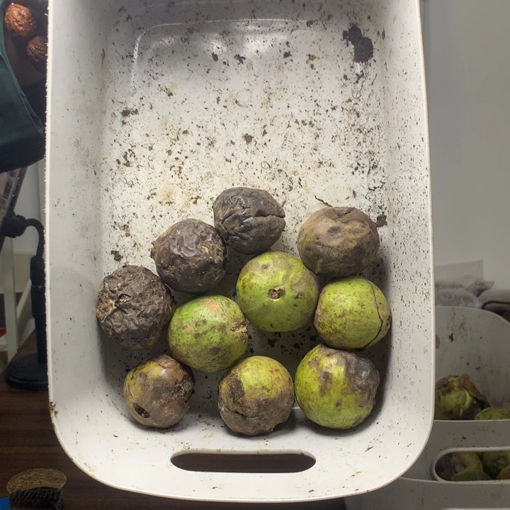 文玩核桃吊坠蛤蟆头5对