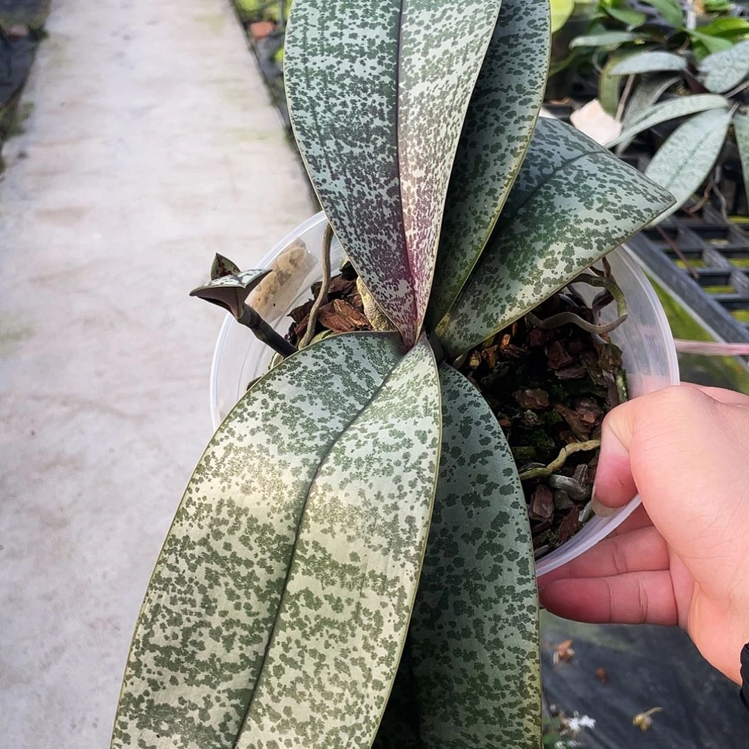 无花朵20号。。。。。。