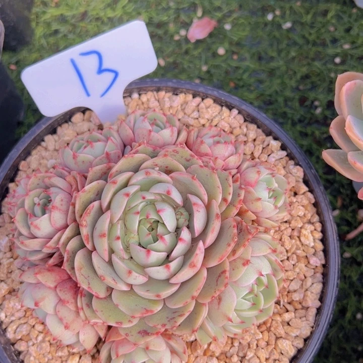 健健康康平平安安