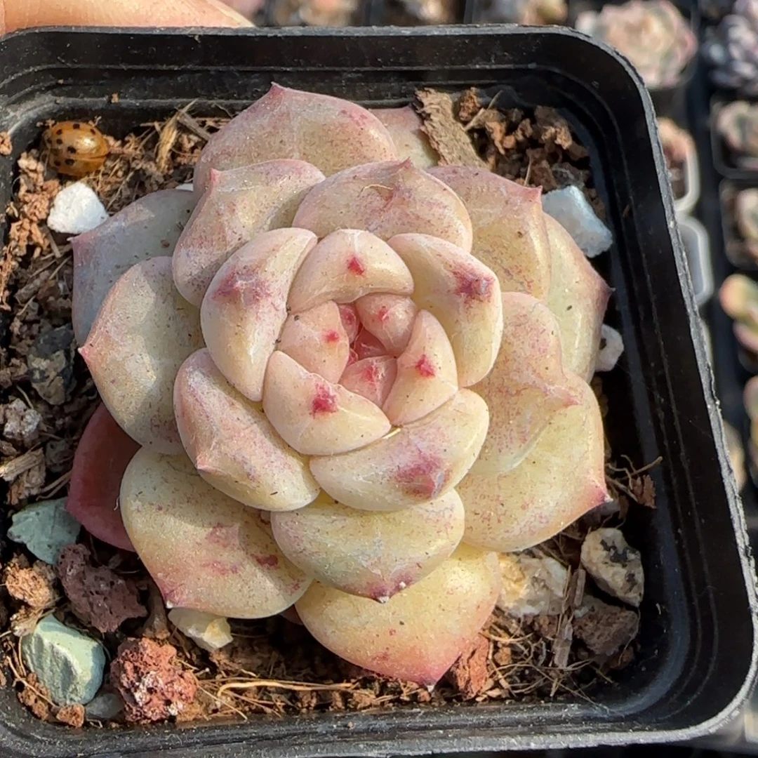 多肉小卡拉米糖心一物一拍