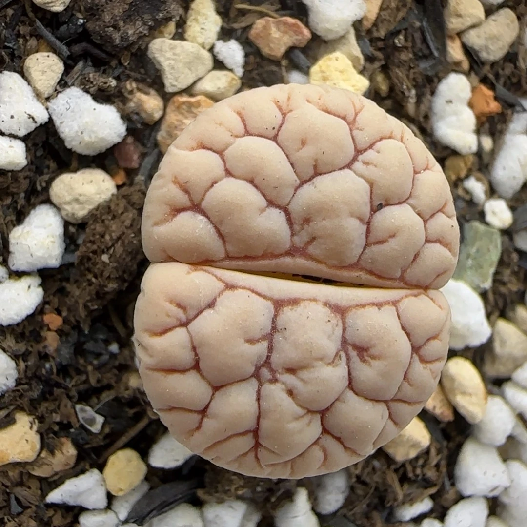 104肌肉脑纹189福利大棚直播