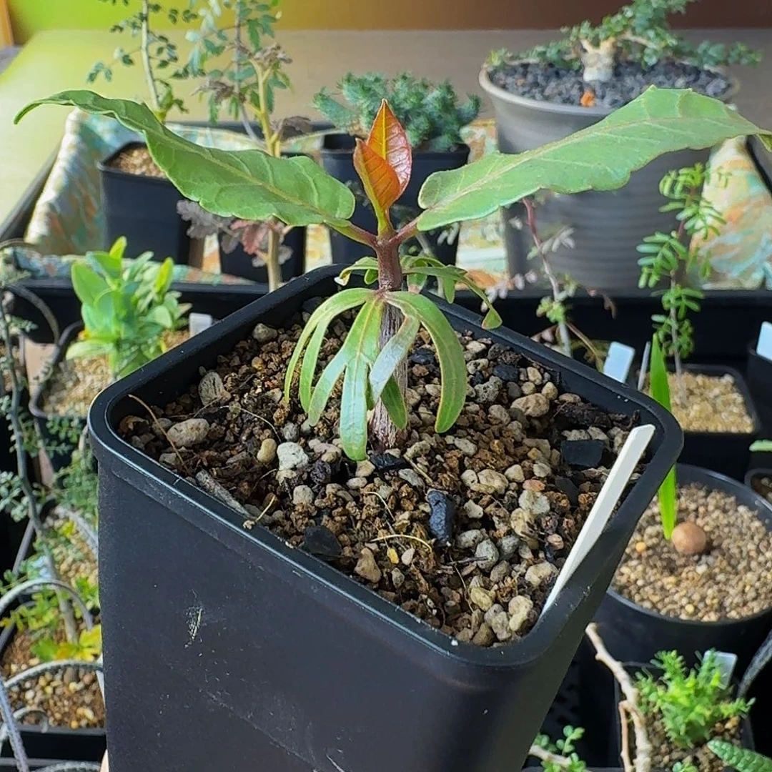 特价 实生比弗然裂榄顺丰空运包邮