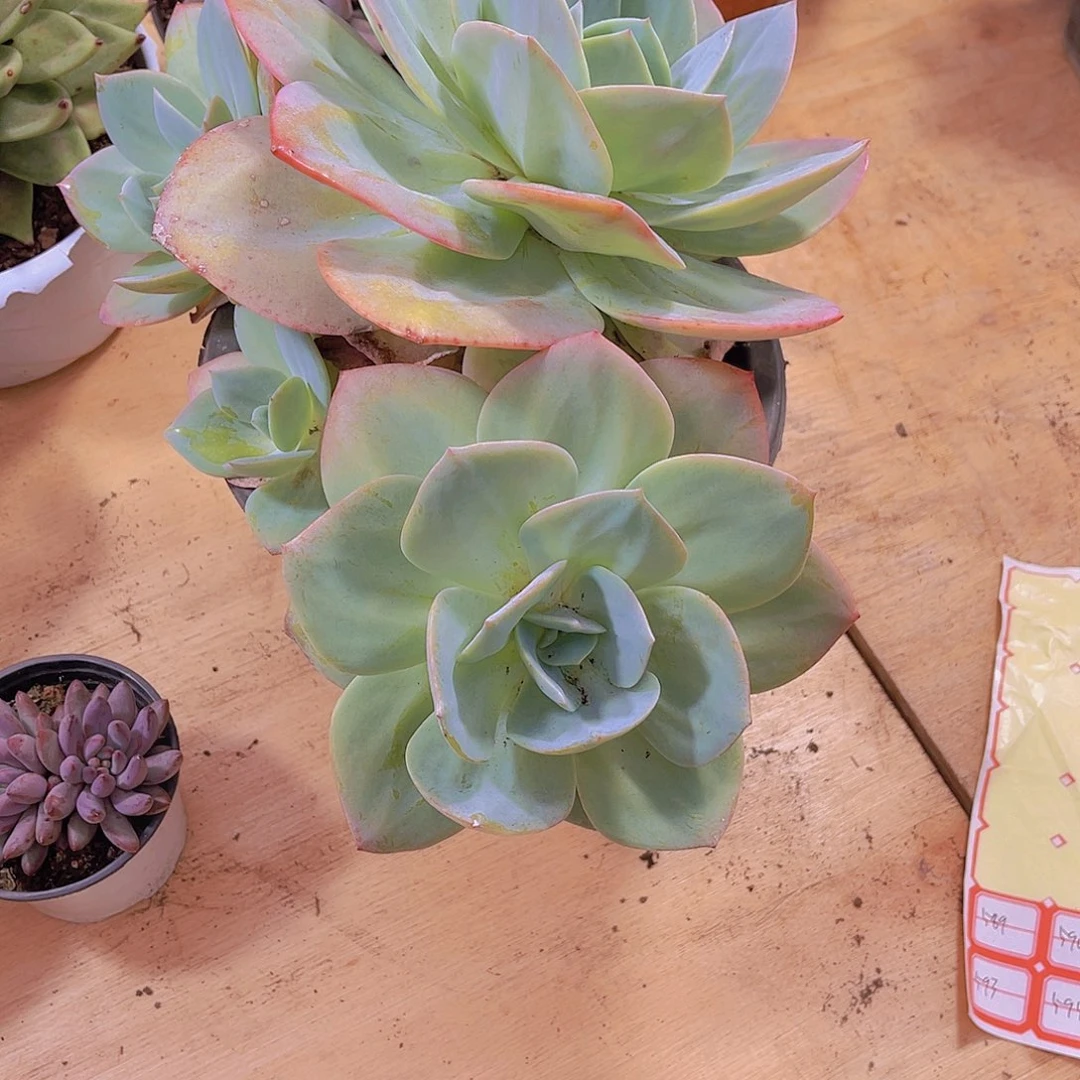 姚****K00000000000000589