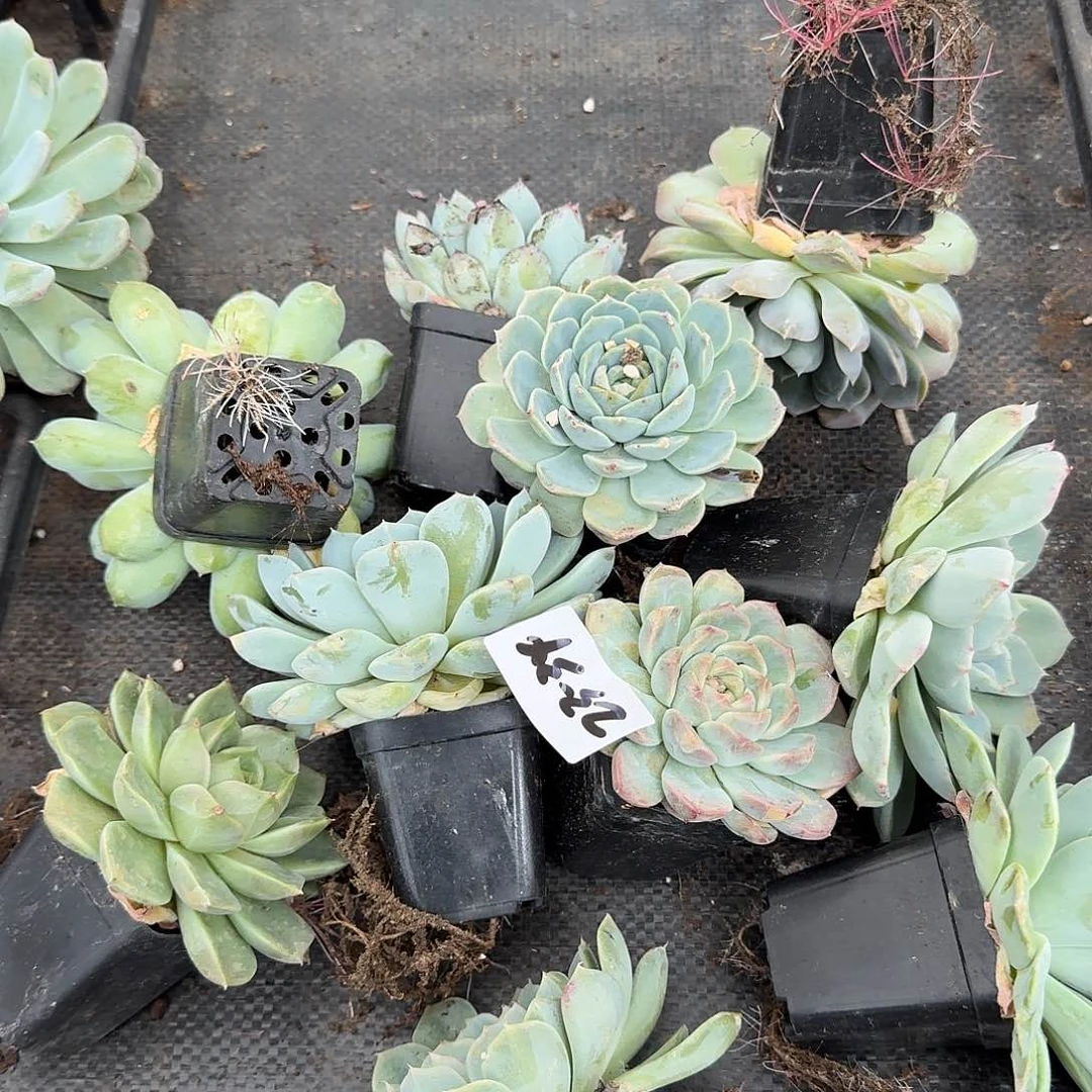 23-34多肉杂交女王梦露绿菜十棵量拍右二