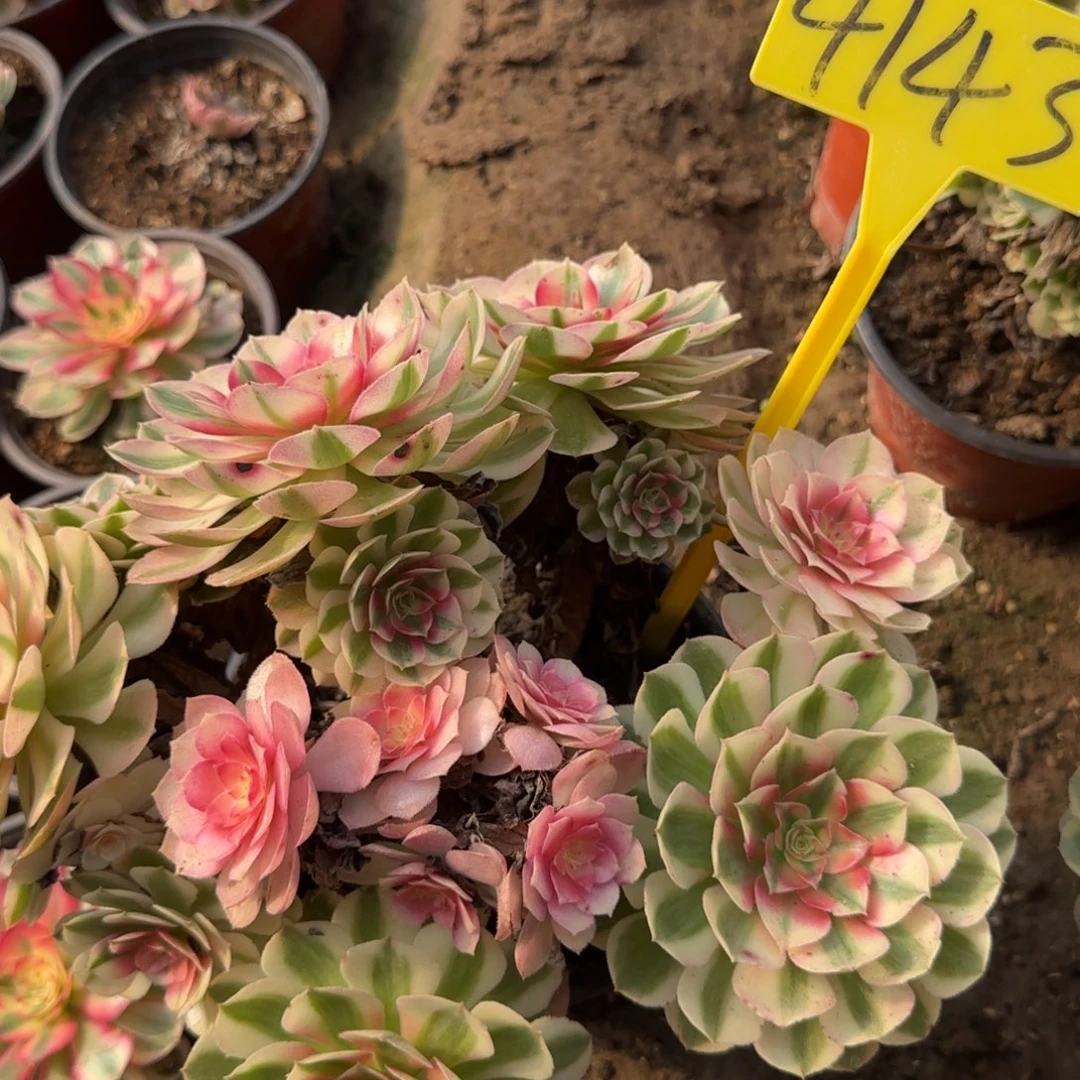 4143---倾城多头多肉