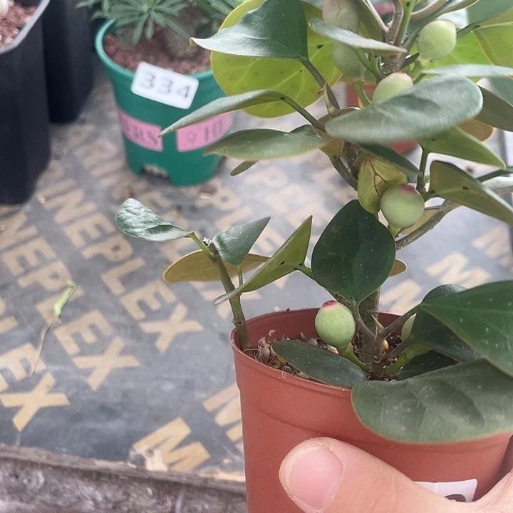 080菩提树块根植物