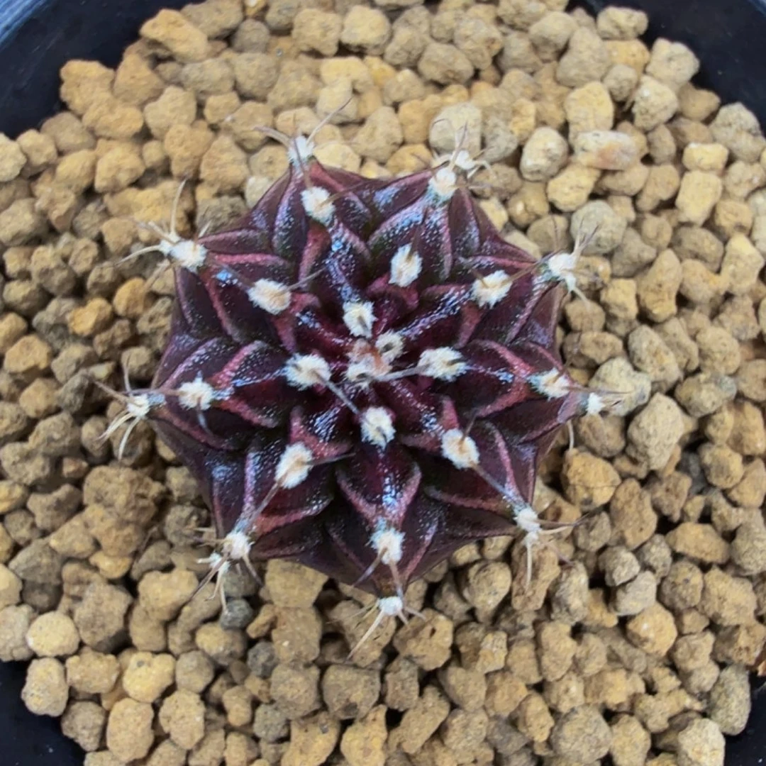 当前无花朵，栽培后可花朵