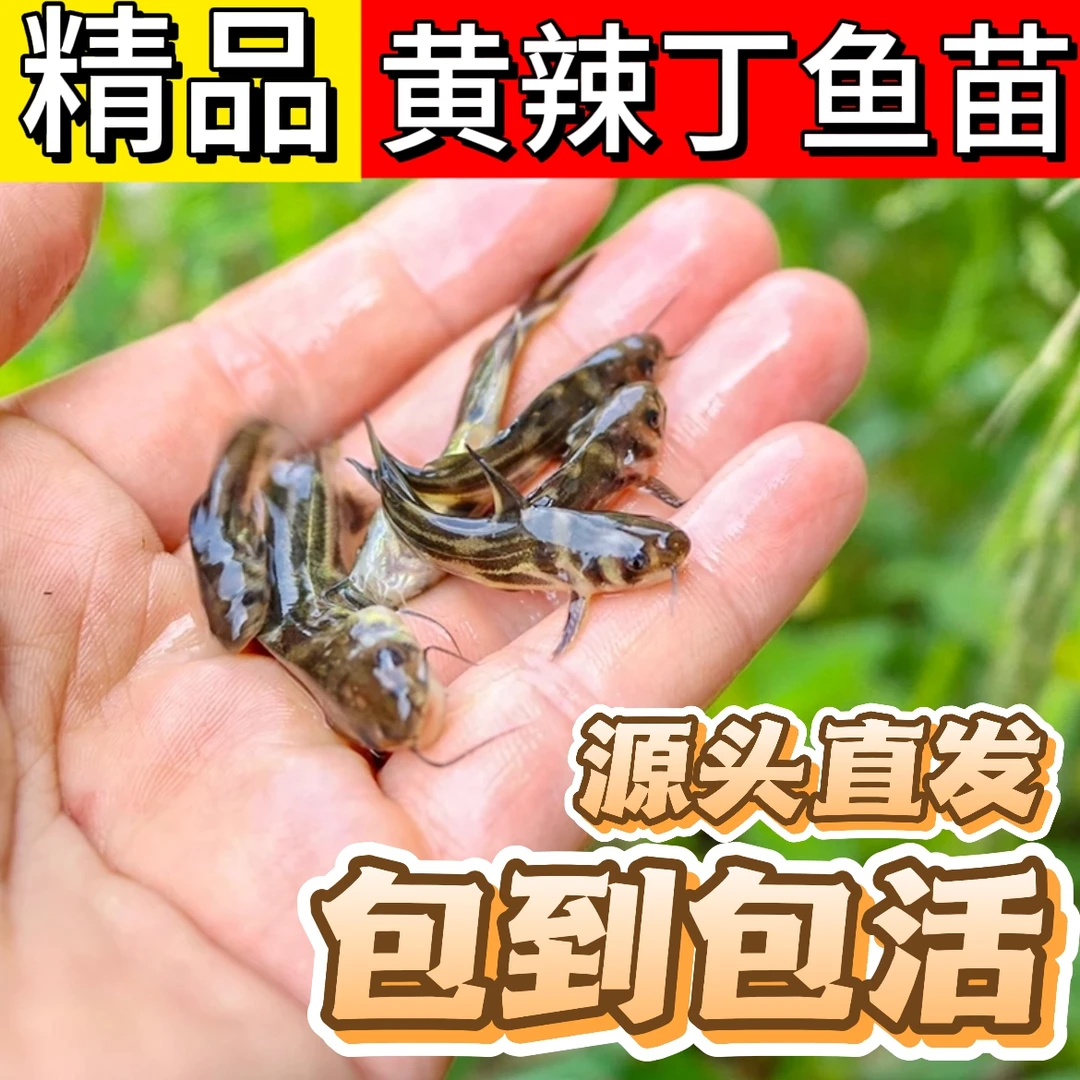 黄辣丁黄骨鱼淡水鱼苗 鲜嫩幼苗 抗病能力强 淡水池塘养殖专用