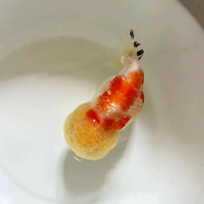 啵啵兰寿泰狮金鱼