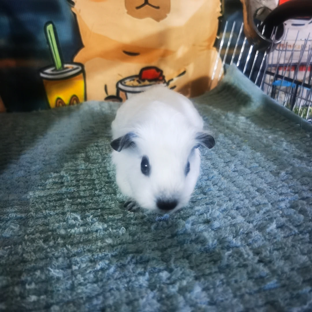 豚鼠白加州弟弟锻毛一物一拍包活三天