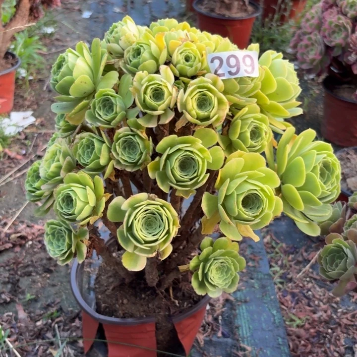 五彩琉璃多肉植物不包损299