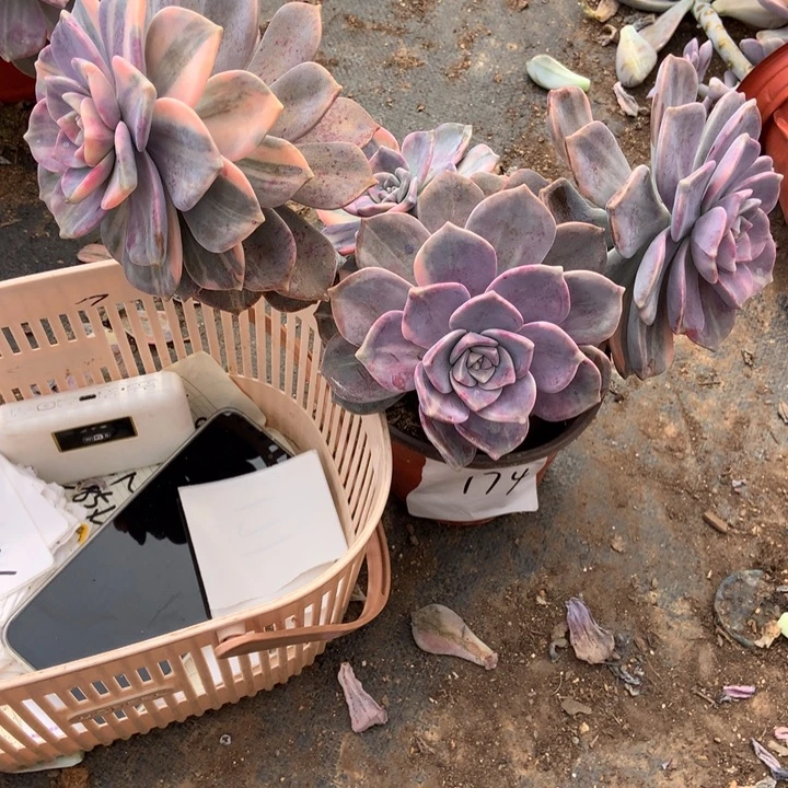 ，***子紫乐锦174 晓晓一物一拍