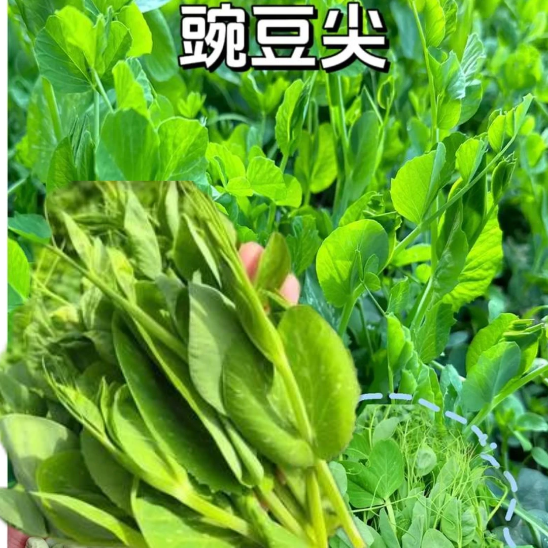 云南豌豆尖嫩芽现摘新鲜时令蔬菜农家直供火锅菜汤菜