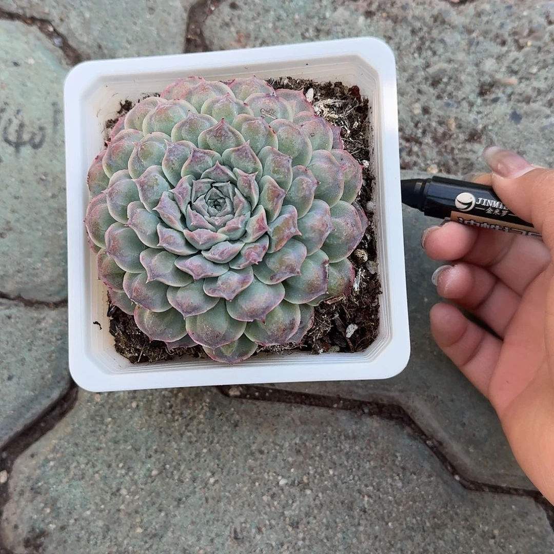 留财多肉植物精品