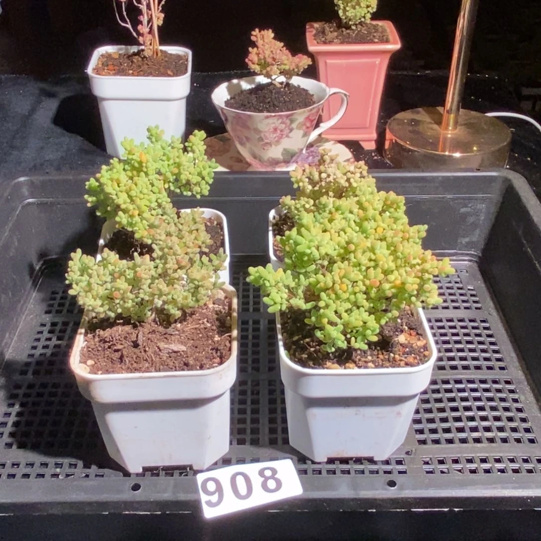 枝干番杏多肉植物908