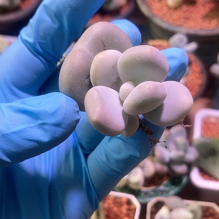 光临鸡蛋奶酪锦基因多肉植物