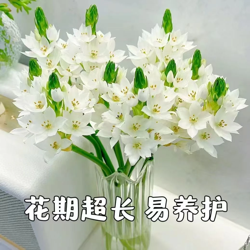 雀梅鲜花圣心百合云南基地直销水养家用办公室花卉插花