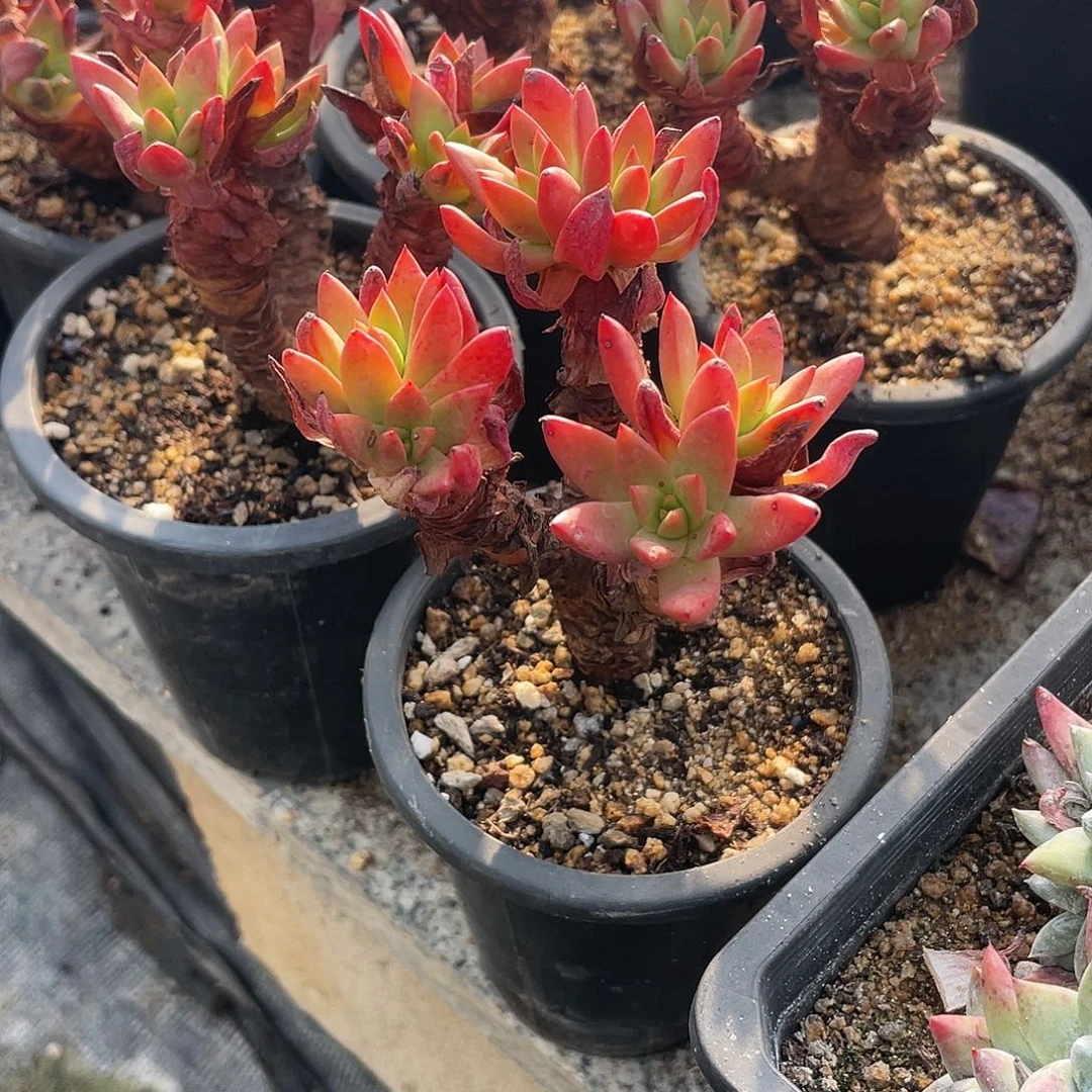 晨溪园艺仙女杯呀