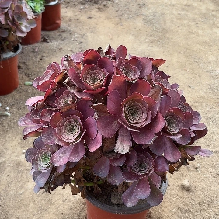 多肉植物法师魅金35