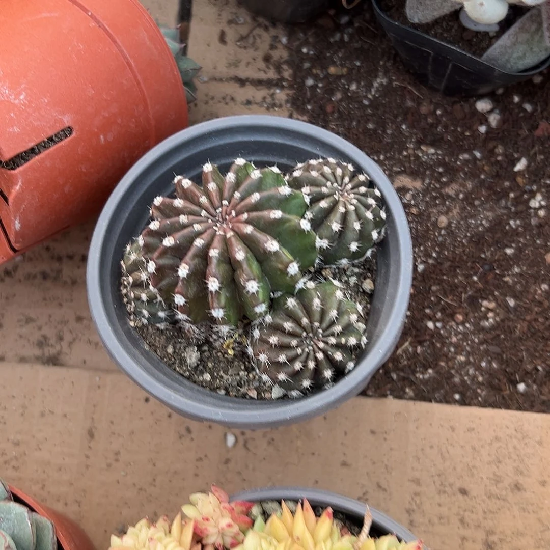 N****゛多肉植物多肉植物