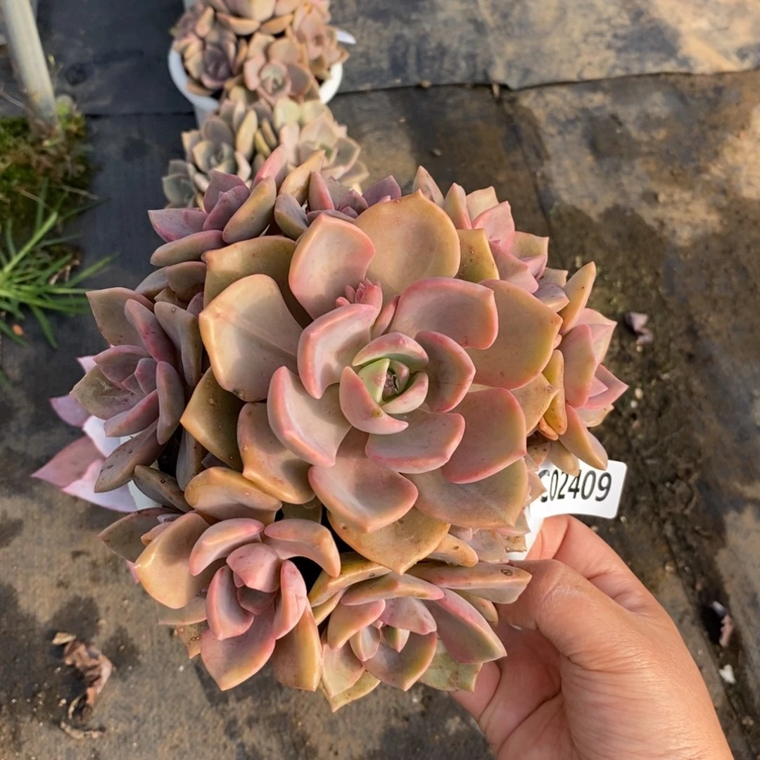 2409彩虹糖一物一拍