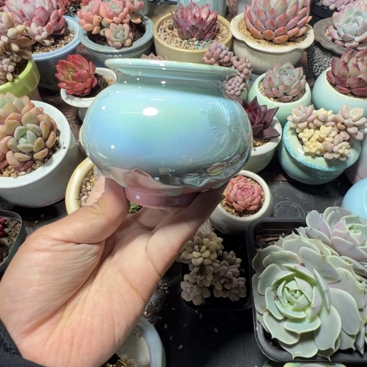 特价花盆 满50发货 内口6