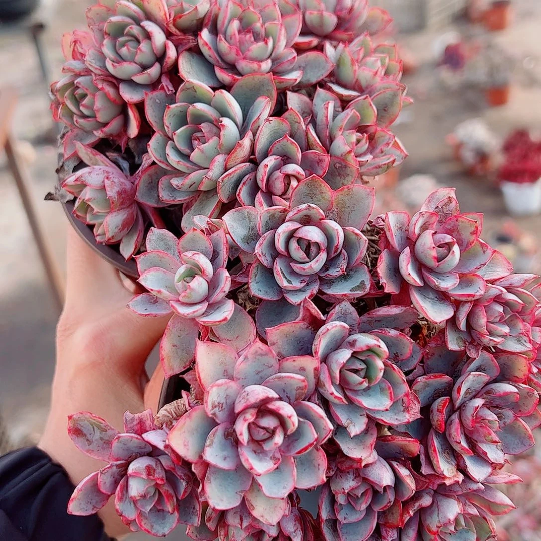 小叶赫拉多头造型精品特价二盆