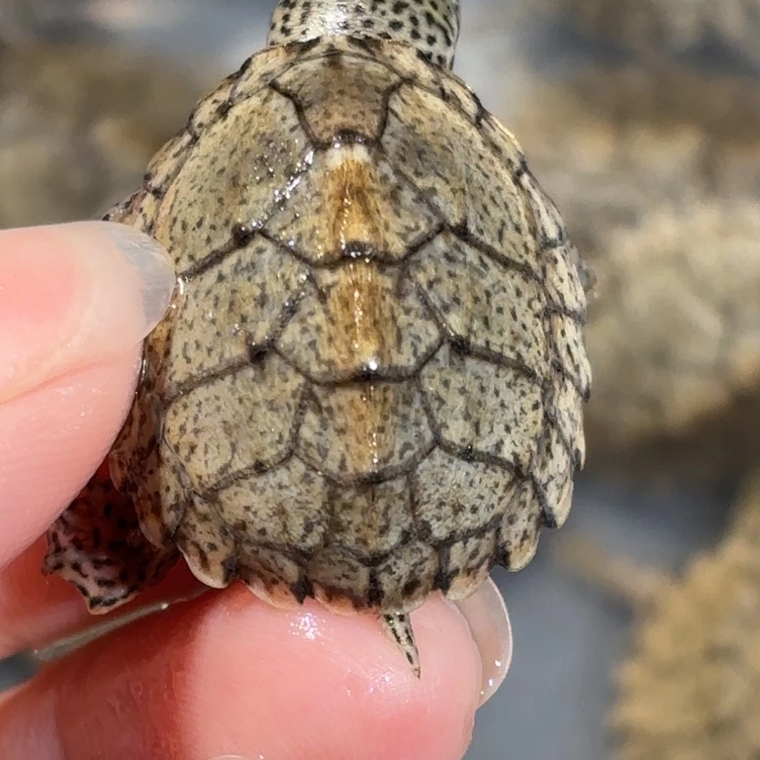 宠物龟不分公母微微歪甲双满文黑刀