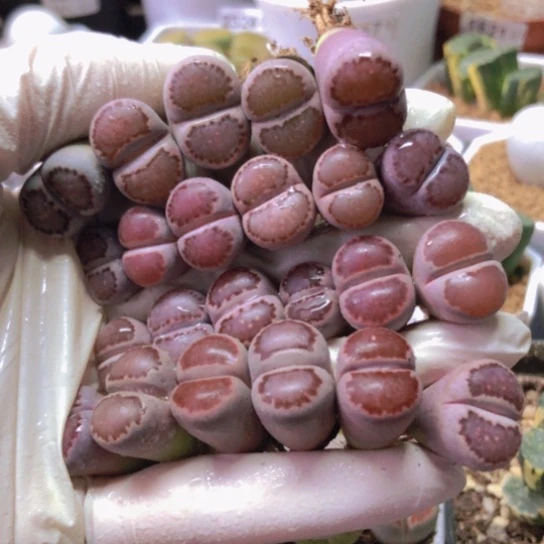 2338，微徒1.5厘米左右紫饼