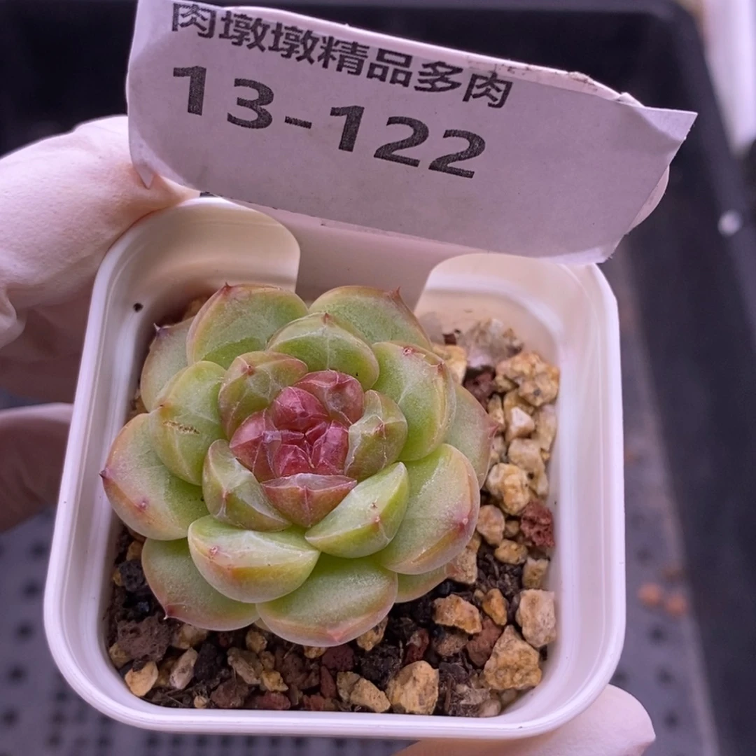 【闪购商品】鱼**晚13-122