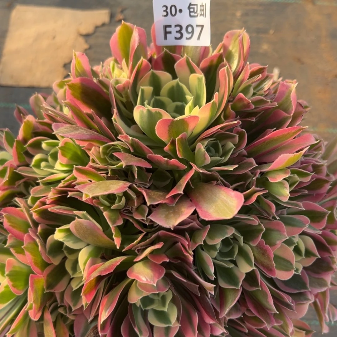 397白凤多肉法师