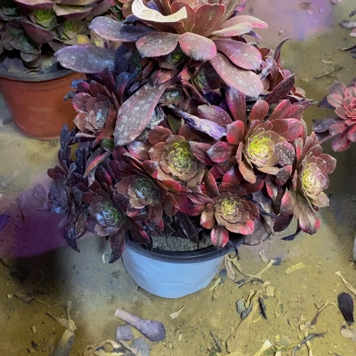 烟花多肉断头不包0492