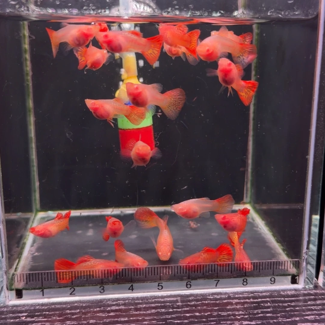 孔雀鱼红龙白子球5对