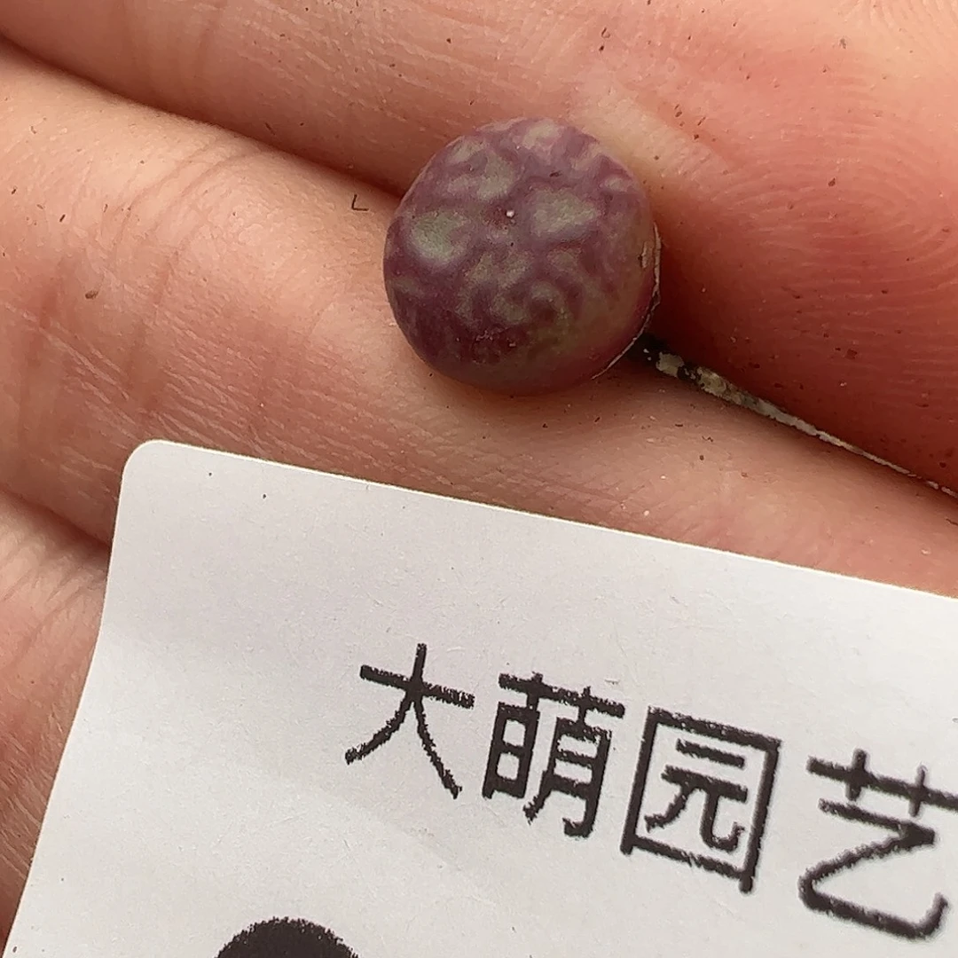 一物一拍猴×墨。  941