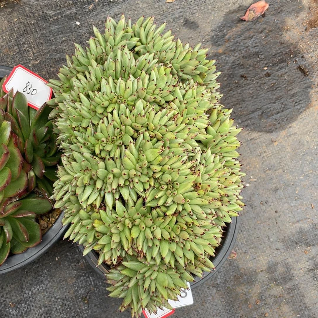 若如东云多肉组拍A603