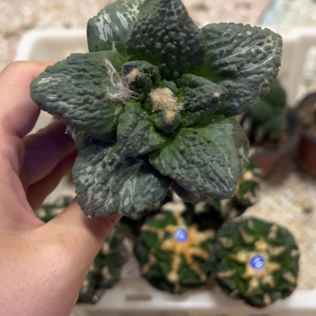 7.7公分牛舌怒仙人球福利出