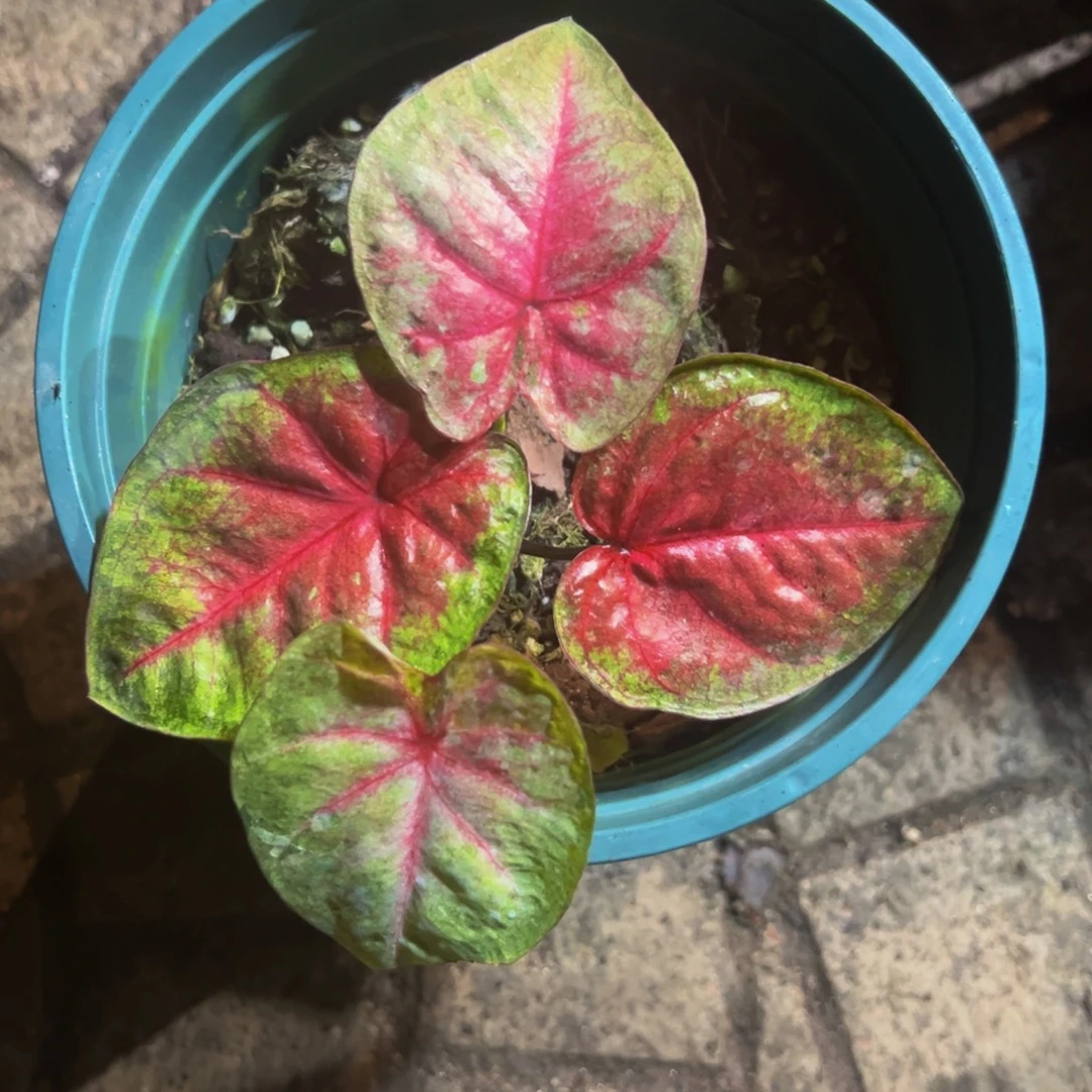 完全开放5114泰彩