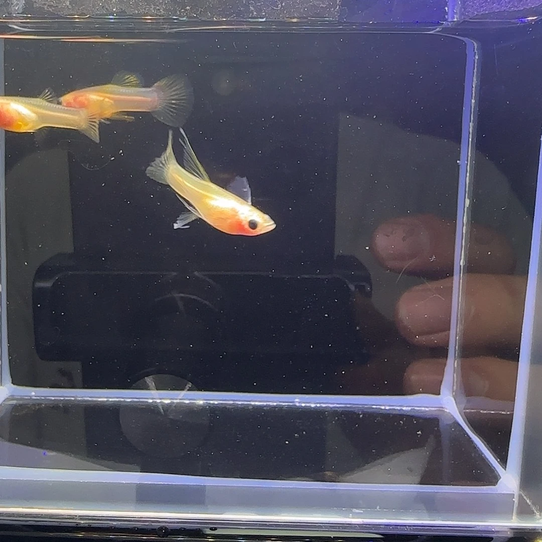 孔雀鱼粉红琉璃玻璃猫C一组