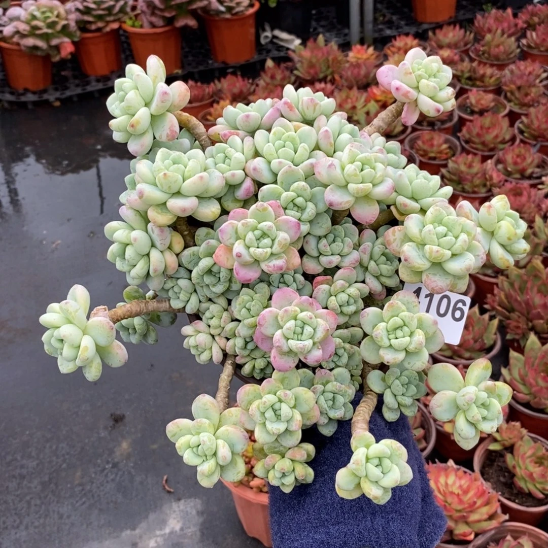 4106劳尔整桩一物一拍