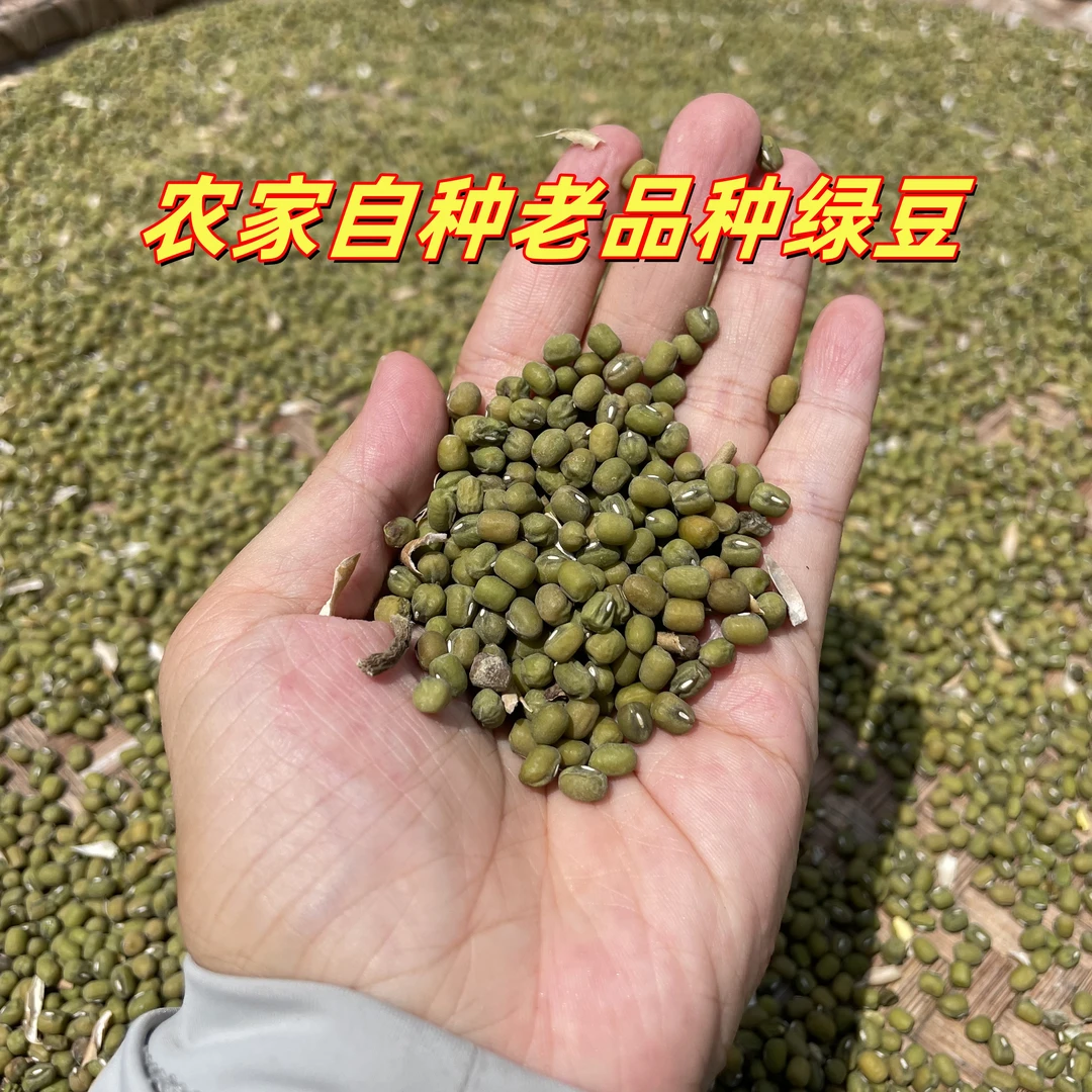 湖南衡阳农家自种老品种毛绿豆易起沙不拋光不打蜡煮粥熬绿豆汤